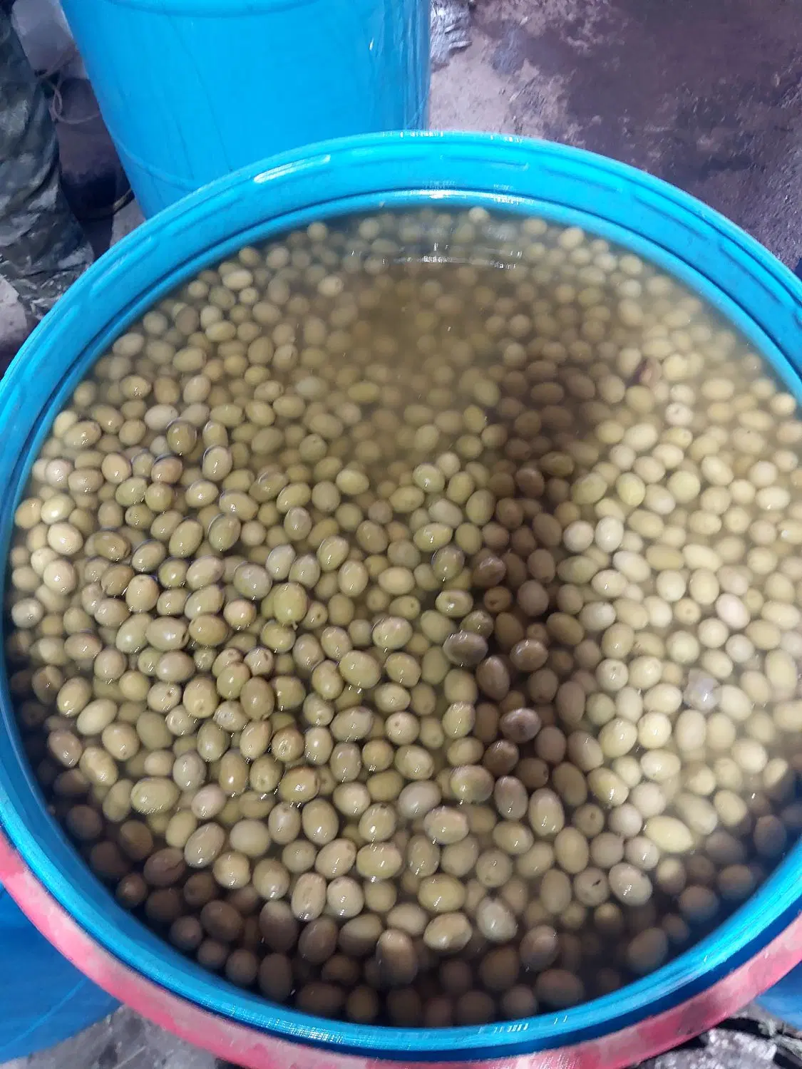 زیتون|خوردنی و آشامیدنی|طارم (زنجان), |دیوار