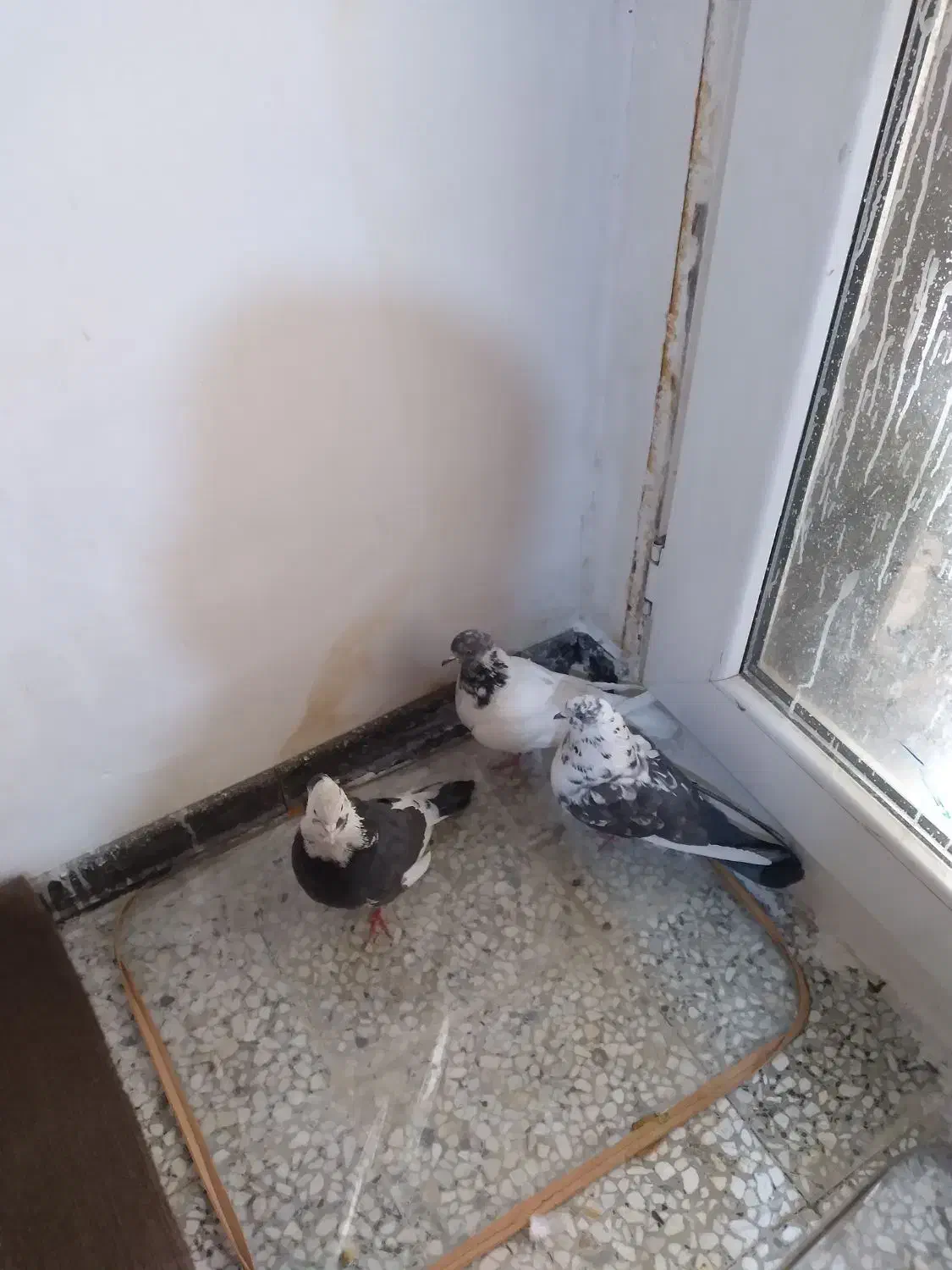 سه عدد کفتر پرشی خال ساعتی ملقی عتیقه|پرنده|فولادشهر, مسکن مهر فولادشهر|دیوار