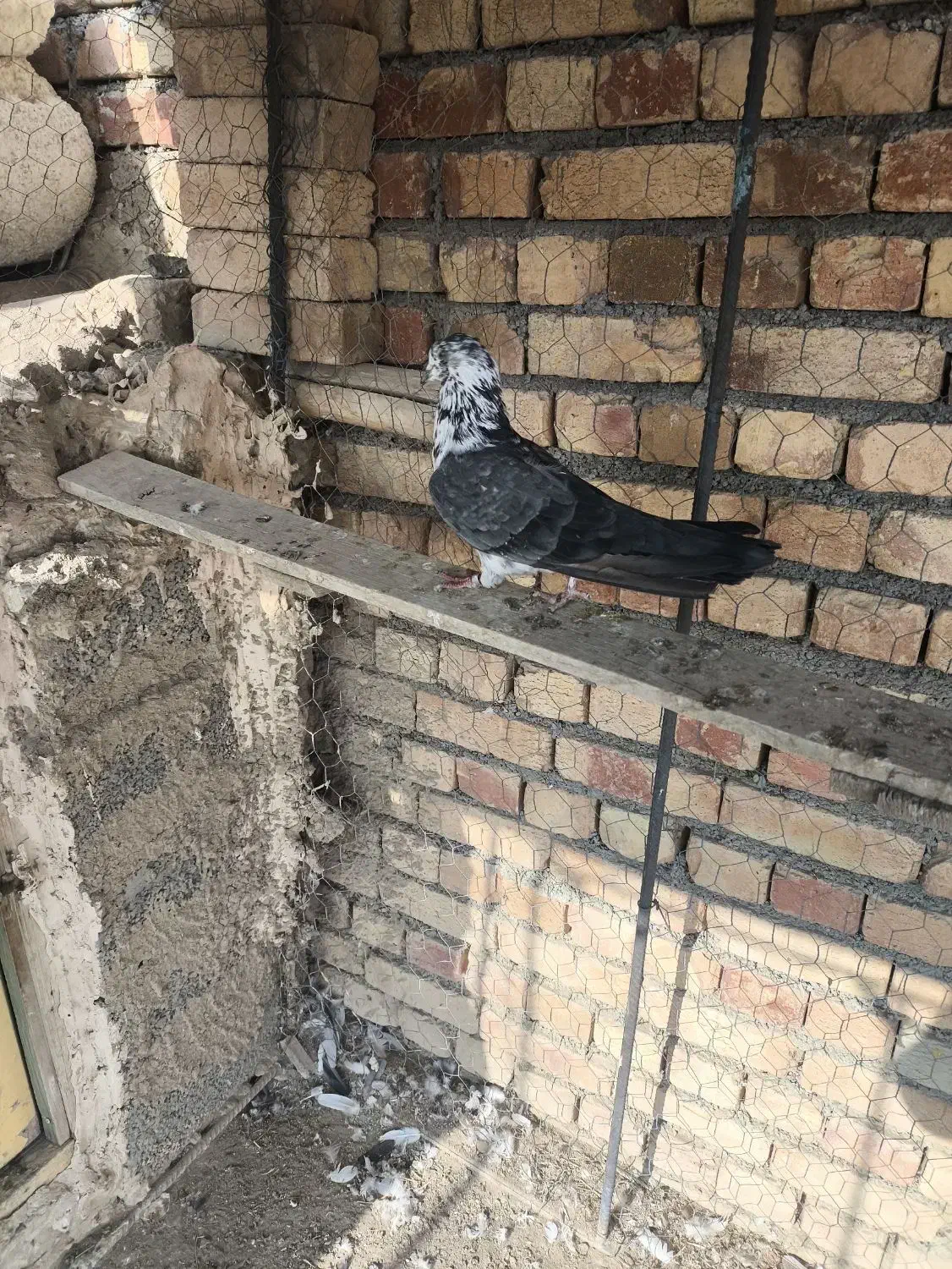 کبوتر|پرنده|ارومیه, |دیوار