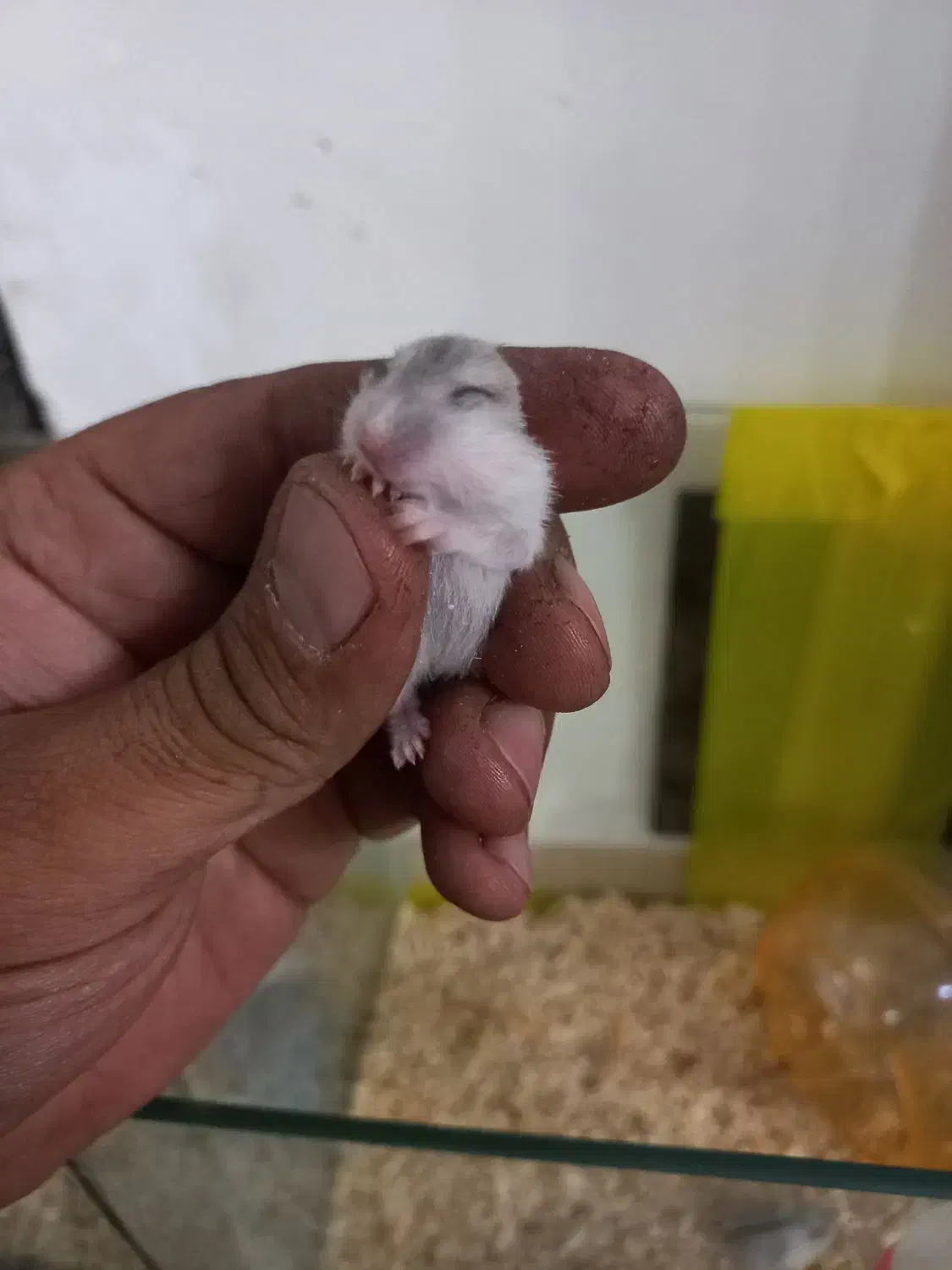 همستر وینتر وایت و کمپل|موش و خرگوش|تهران, مشیریه|دیوار