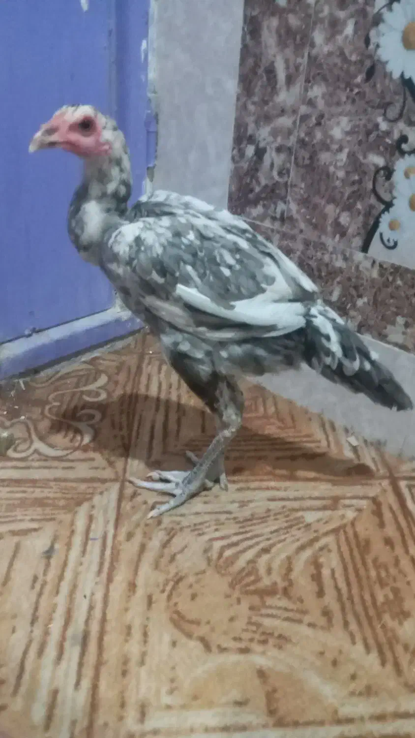 جفت مرغ و  خروس|حیوانات مزرعه|سراوان, |دیوار