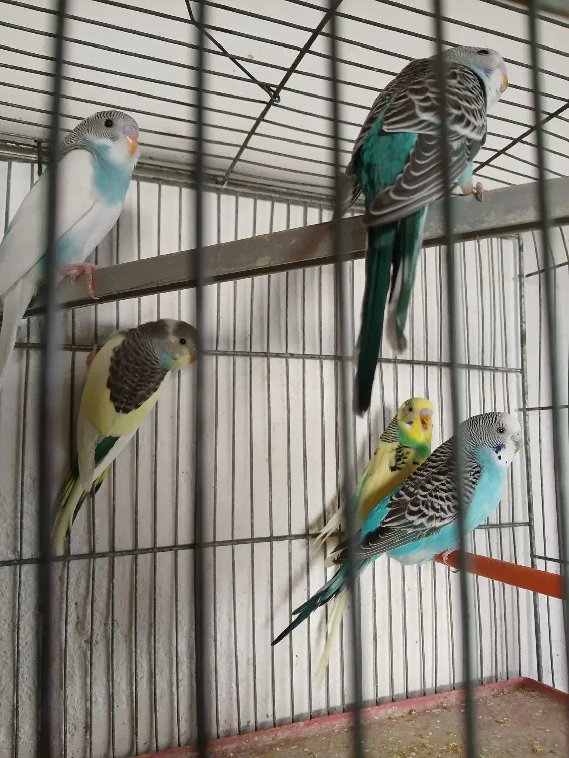 مرغ عشق های کارداده وآماده|پرنده|اقبالیه, |دیوار