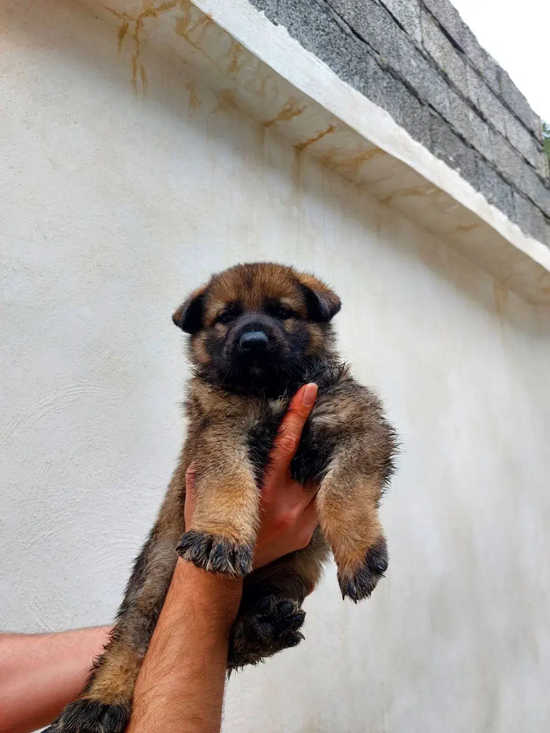 توله سگ|سگ|لاهیجان, پردسر|دیوار