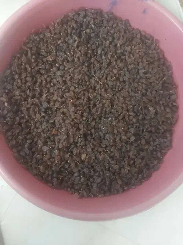 کشمش آفتابی|خوردنی و آشامیدنی|پاکدشت, پاکدشت (مامازند)|دیوار