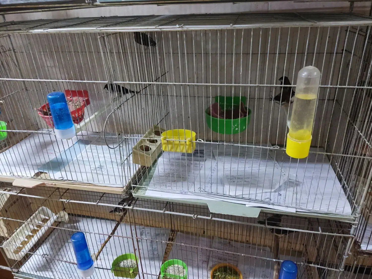 فنج بنگالی صحیح وسلامت|پرنده|پاکدشت, پاکدشت (مامازند)|دیوار