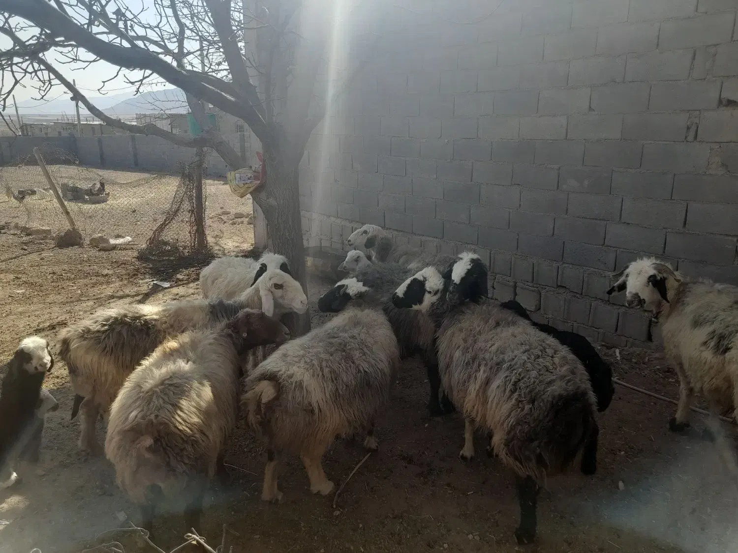 میش داشتی|حیوانات مزرعه|بروجن, |دیوار