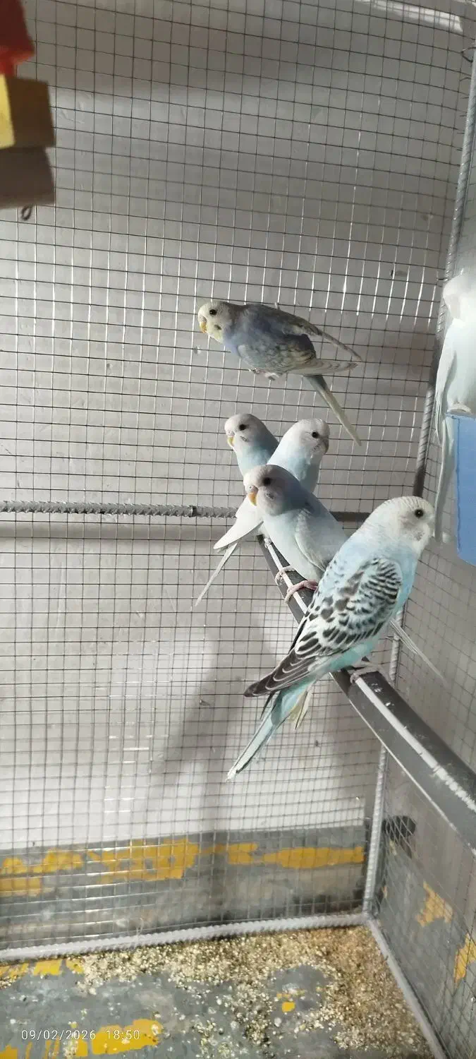 مرغ عشق|پرنده|تایباد, |دیوار