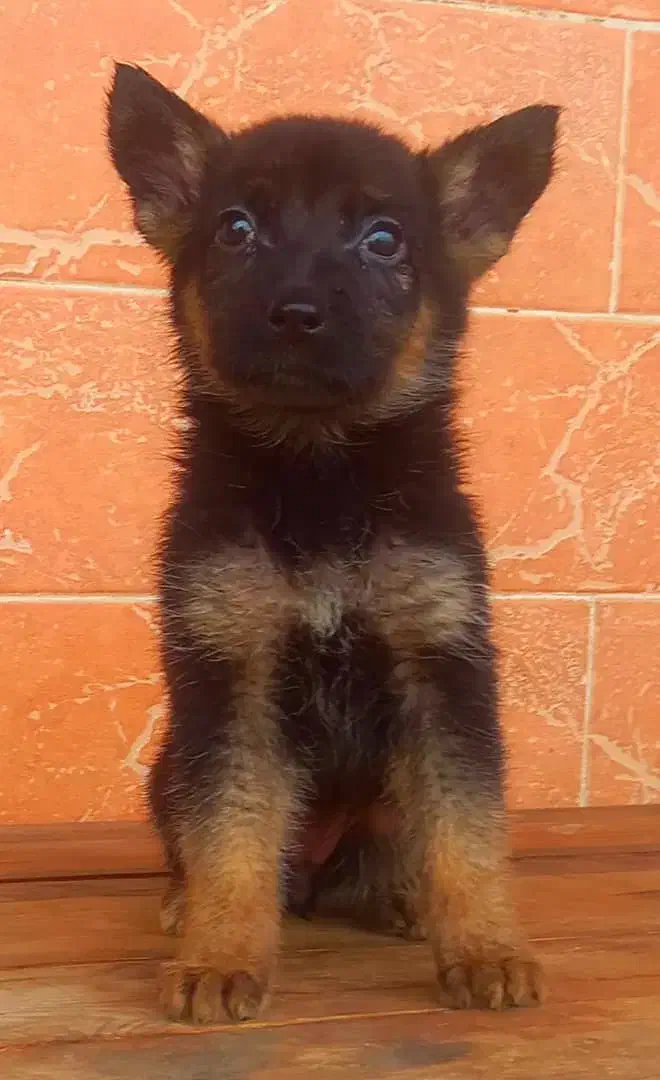 سگ ژرمن شیپرد کینگ سایز شاه توله موکوتاه ( ماده )|سگ|تهران, وردآورد|دیوار