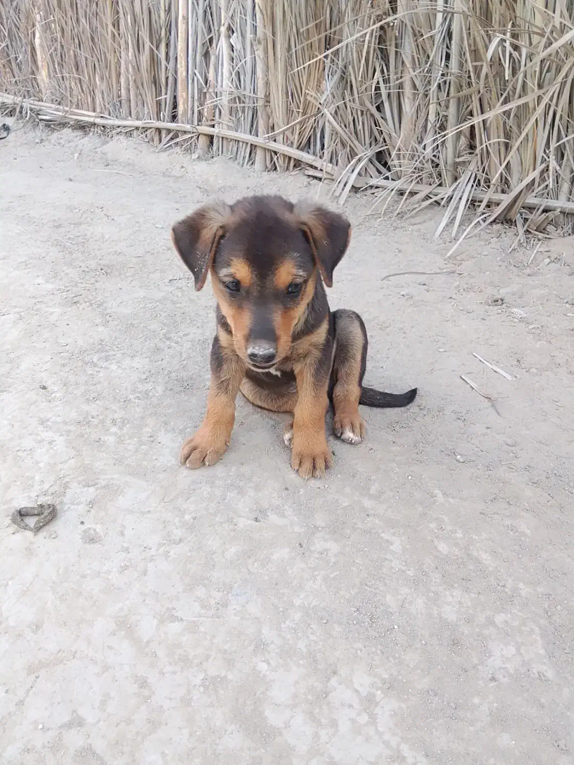 سلام علیک فروش ۲سگ پاکوتاه نر درساربوک|سگ|ساربوک, |دیوار