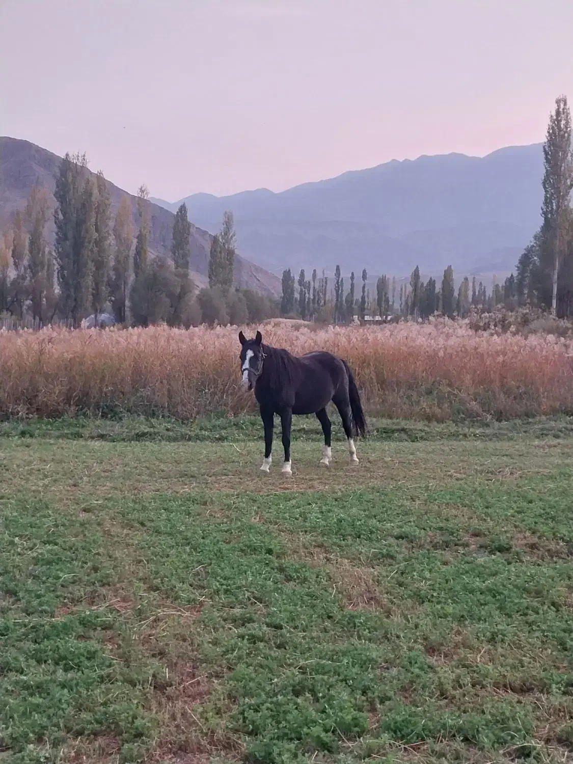 اسب مادیون اروم و یورقه|اسب و تجهیزات اسبسواری|ارجمند, |دیوار