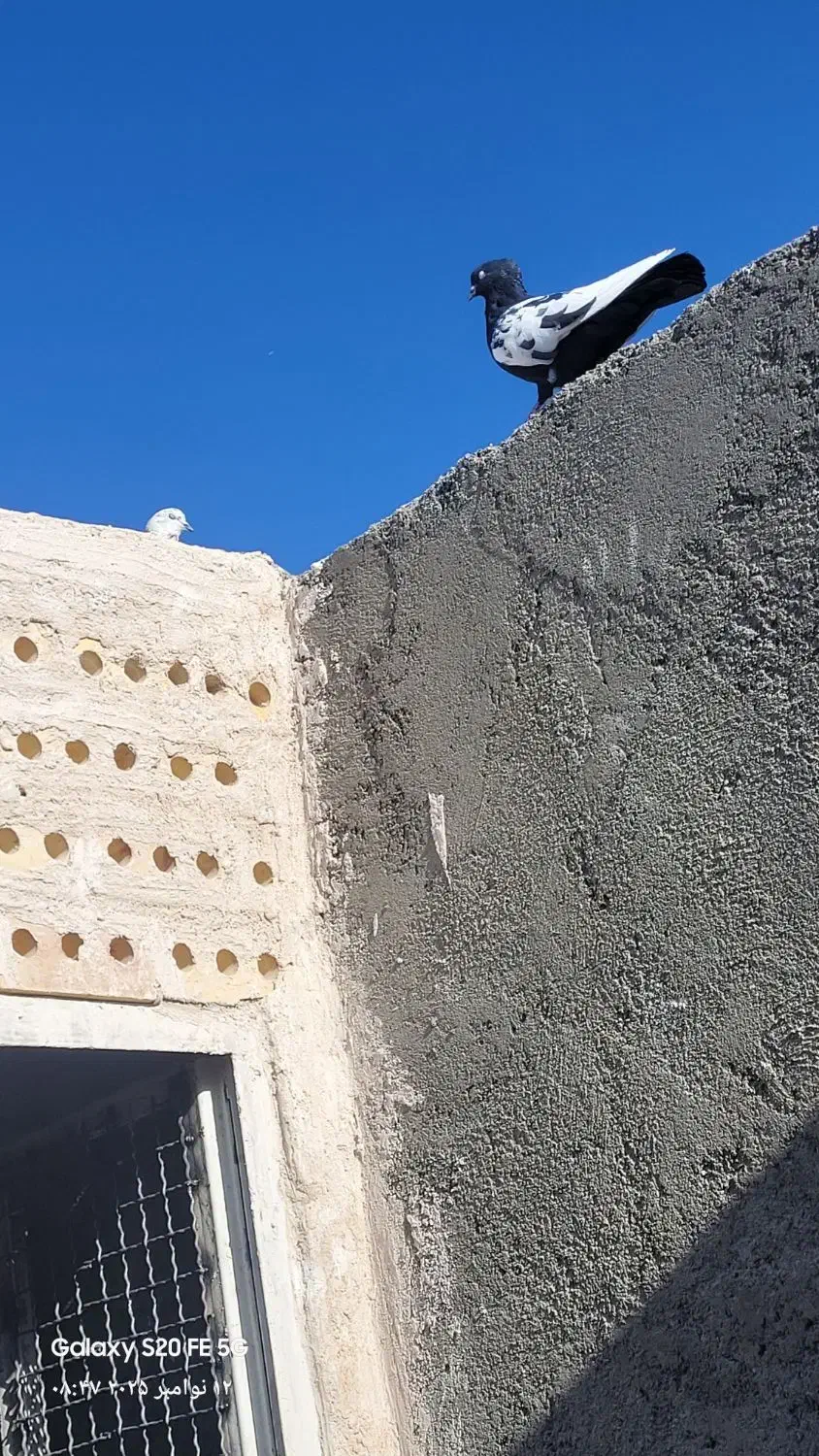 سینه سیاه|پرنده|فردوس (خراسان), |دیوار