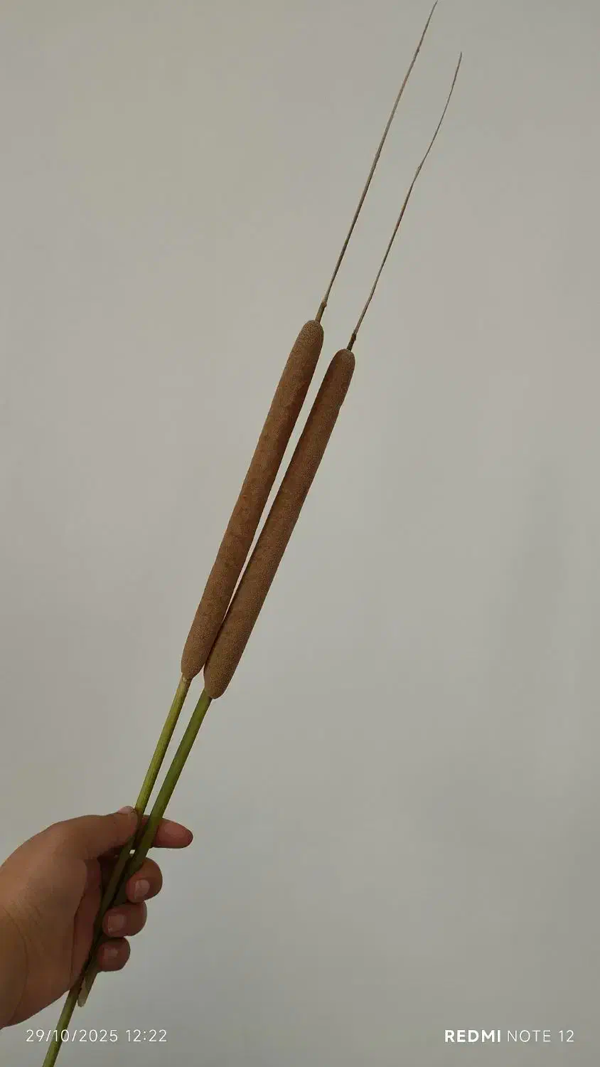 گل لویی|گل مصنوعی|خرمدشت, |دیوار