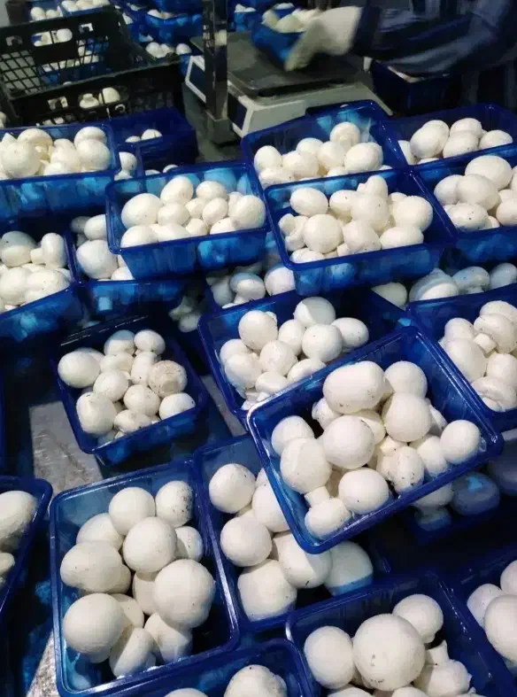 پخش عمده قارچ فله و بسته بندی|عمدهفروشی|قم, بوستان علوی|دیوار