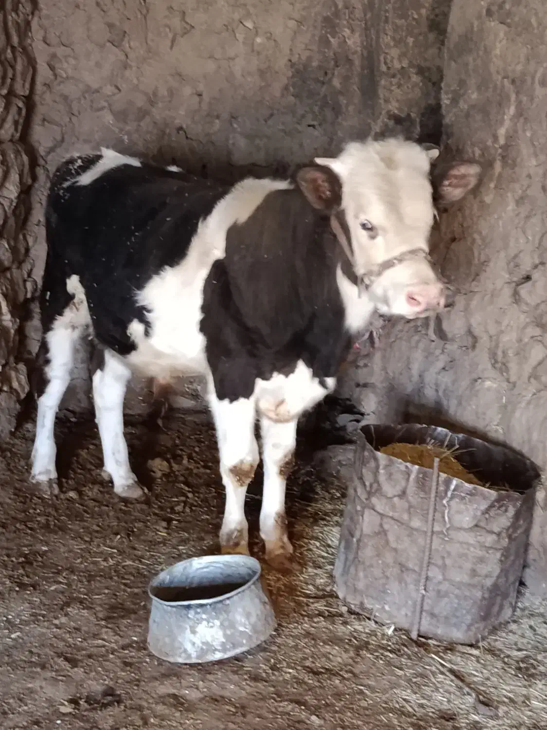 گاو و گوساله هلشتاین|حیوانات مزرعه|گوآور, |دیوار