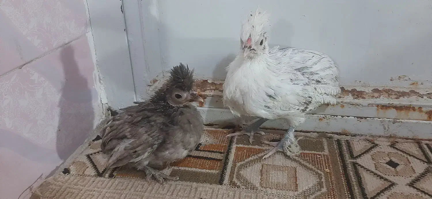 جوجه چینی سلطان|پرنده|ساوه, |دیوار