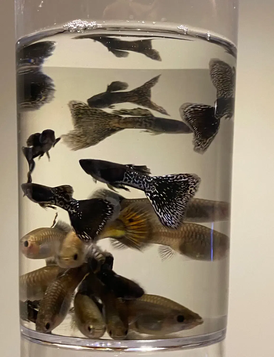 گوپی خراک و مولد و پیش مولد|ماهی|یزد, |دیوار