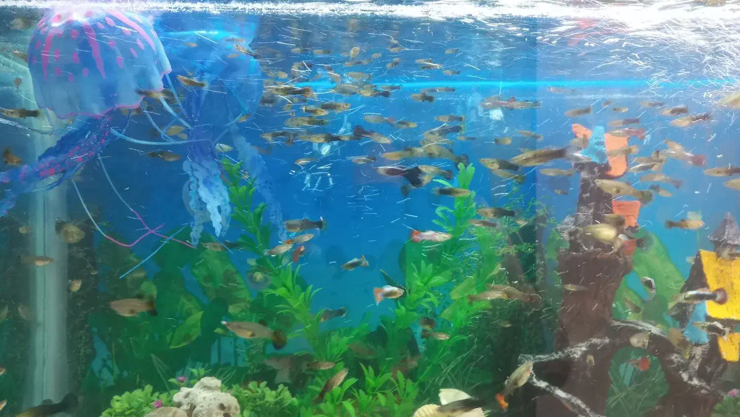 ماهی گوپی|ماهی|پاکدشت, خاتون آباد|دیوار