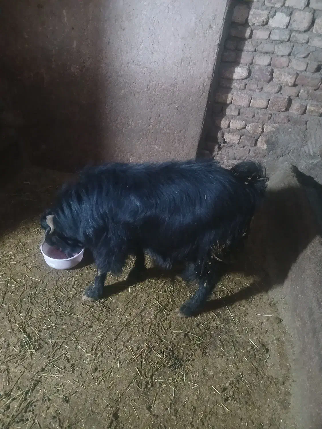 بز نر|حیوانات مزرعه|سنقر, |دیوار