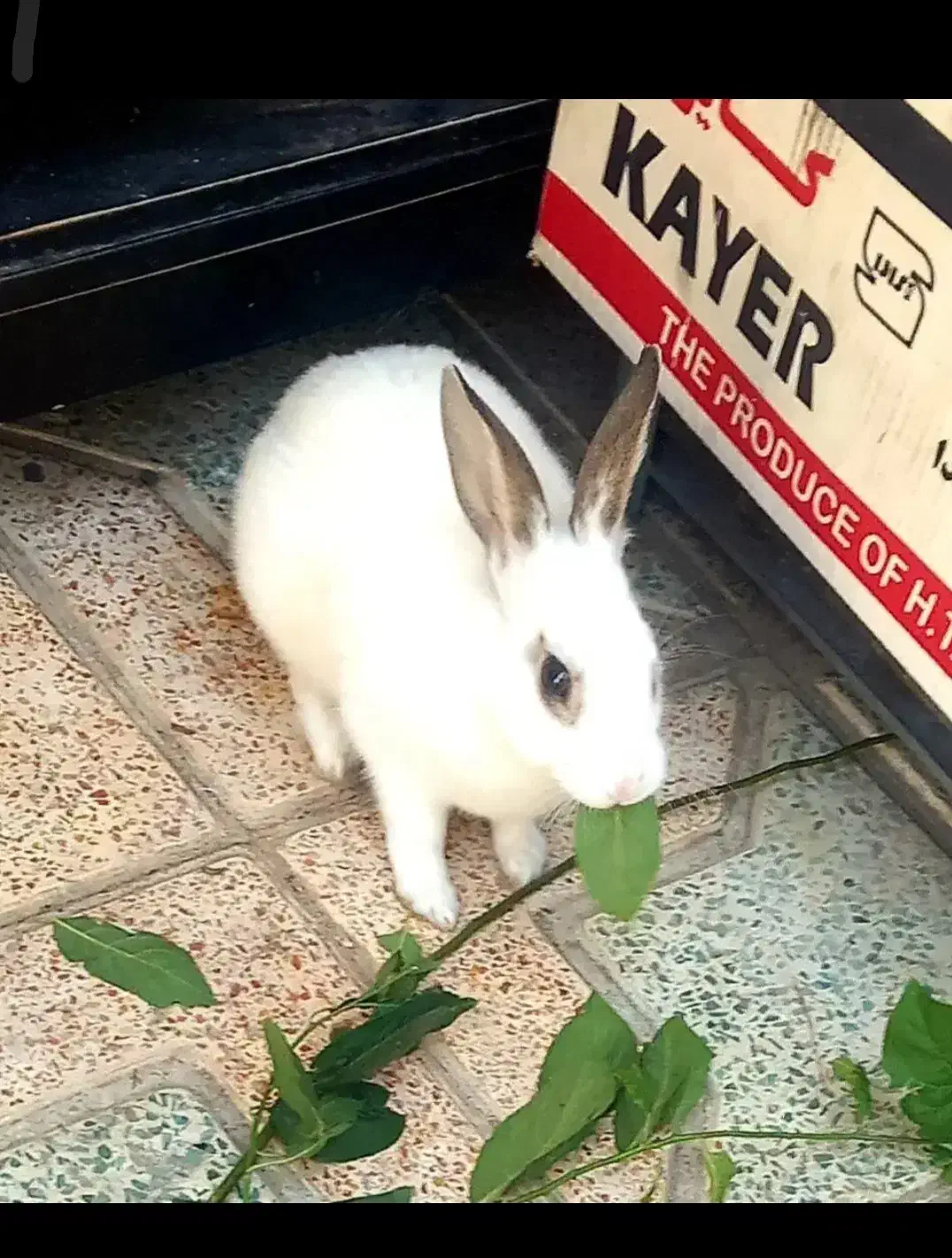 خرگوش اهلی|موش و خرگوش|قزوین, |دیوار