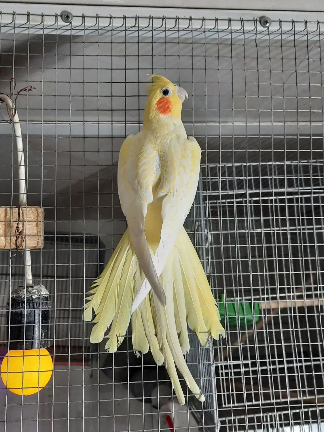 عروس هلندی لوتینو مولد|پرنده|نی‌ریز, |دیوار