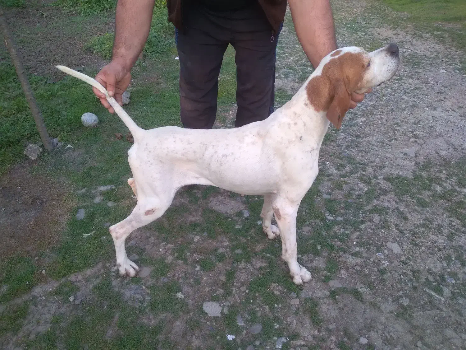 سگ شکاری|سگ|ماسال, |دیوار