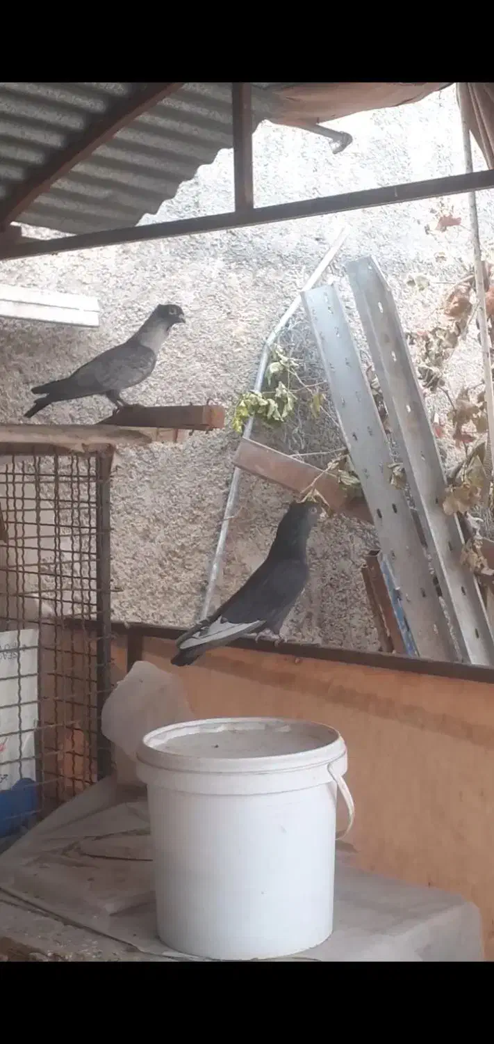 طوقی .سینه سبز .|پرنده|آباده, |دیوار