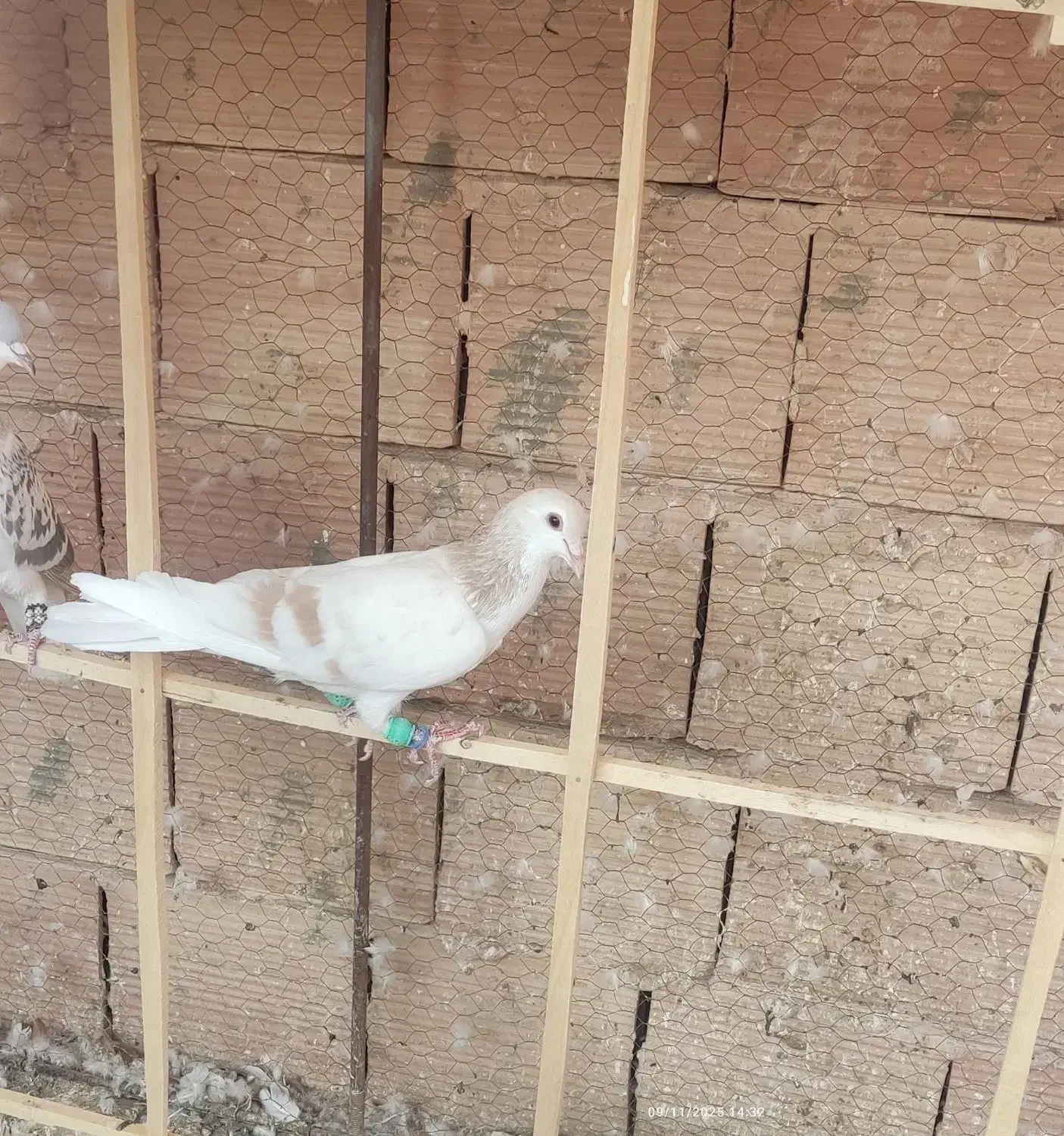 سه عدد گرفتنی . هر سه نر|پرنده|سبزوار, شهرک اندیشه|دیوار