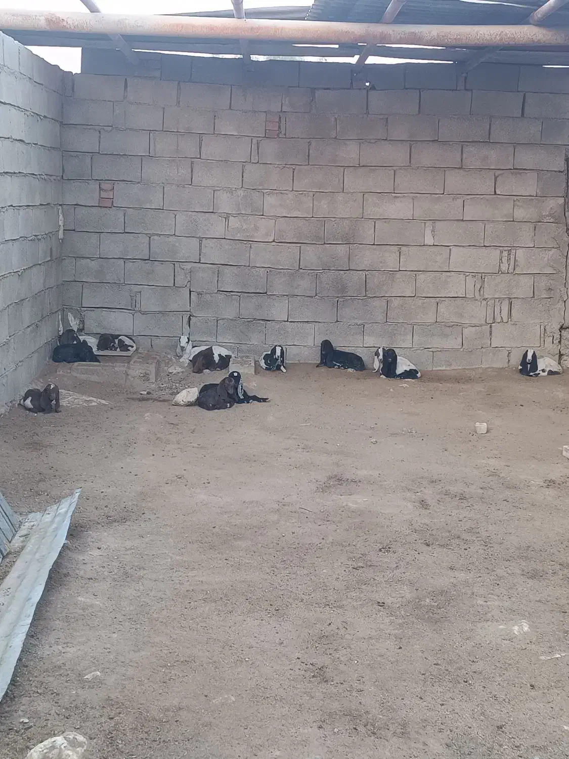 نگهداری از بز|حیوانات مزرعه|مسجد سلیمان, |دیوار