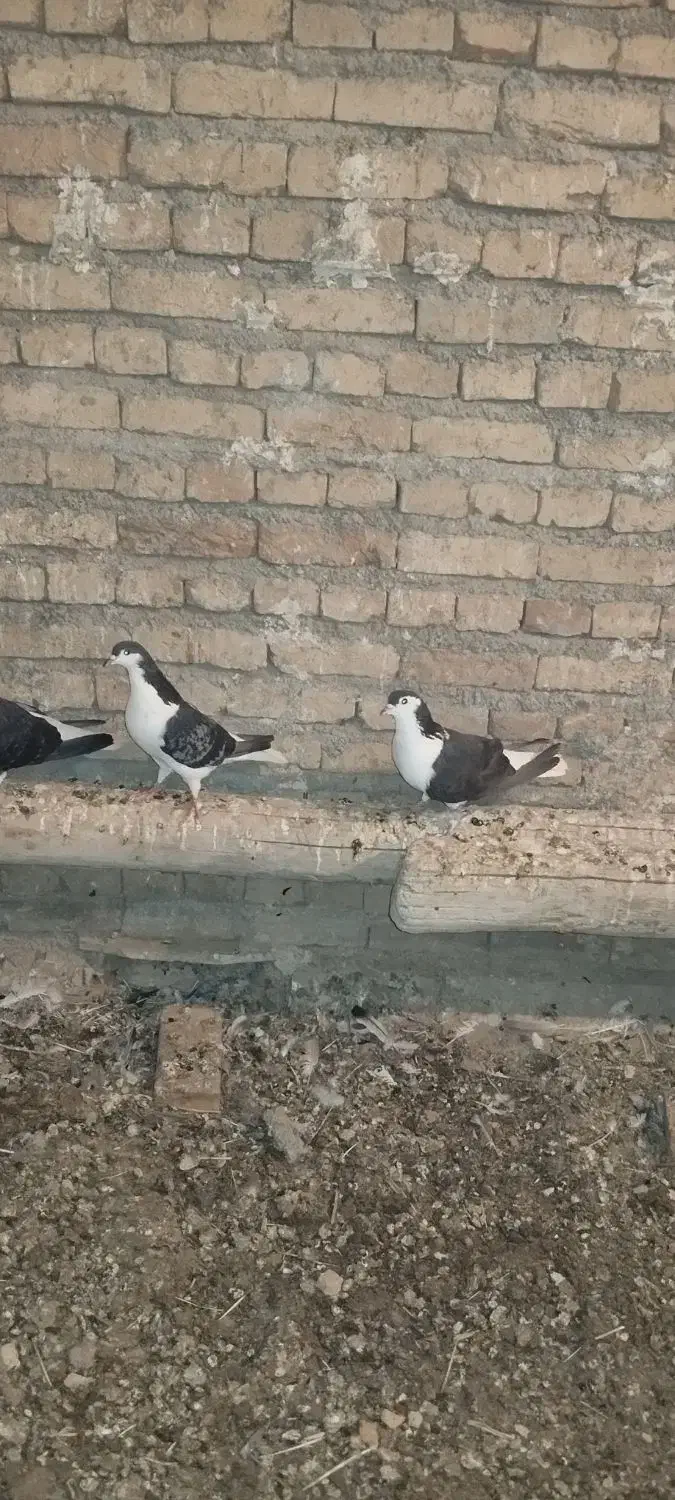 کبوتر رنگی در سراب|پرنده|سراب, |دیوار