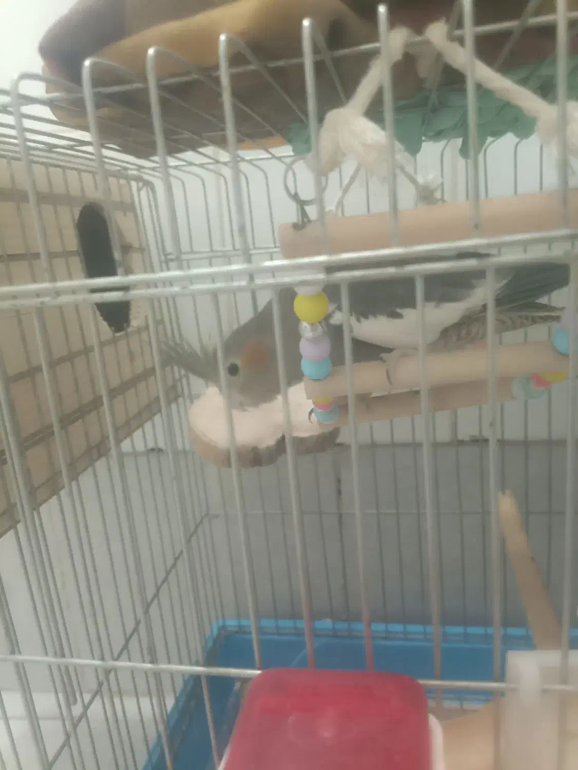 عروس هلندی جفت مولد|پرنده|تهران, شهرک شریفی|دیوار