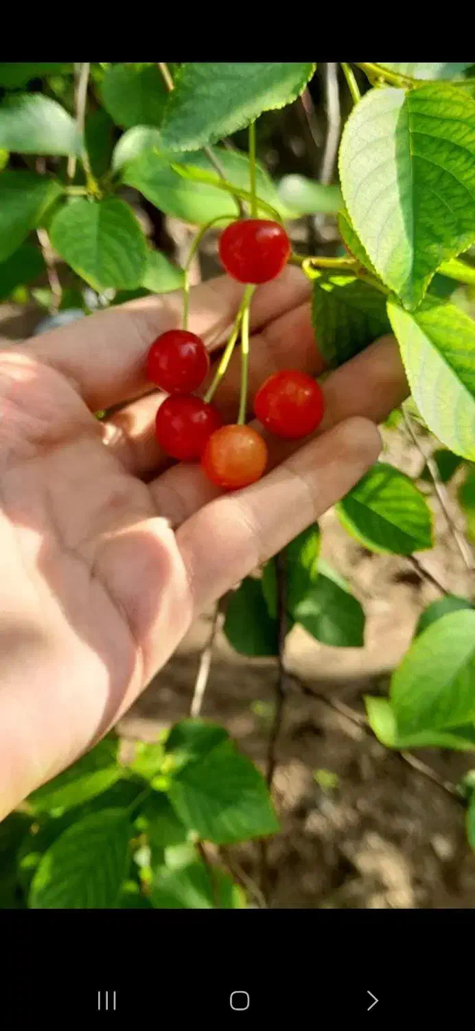 باغچه روستای دیزیجان ۶۷۰متر|فروش خانه و ویلا|قم, حکمت شمالی|دیوار