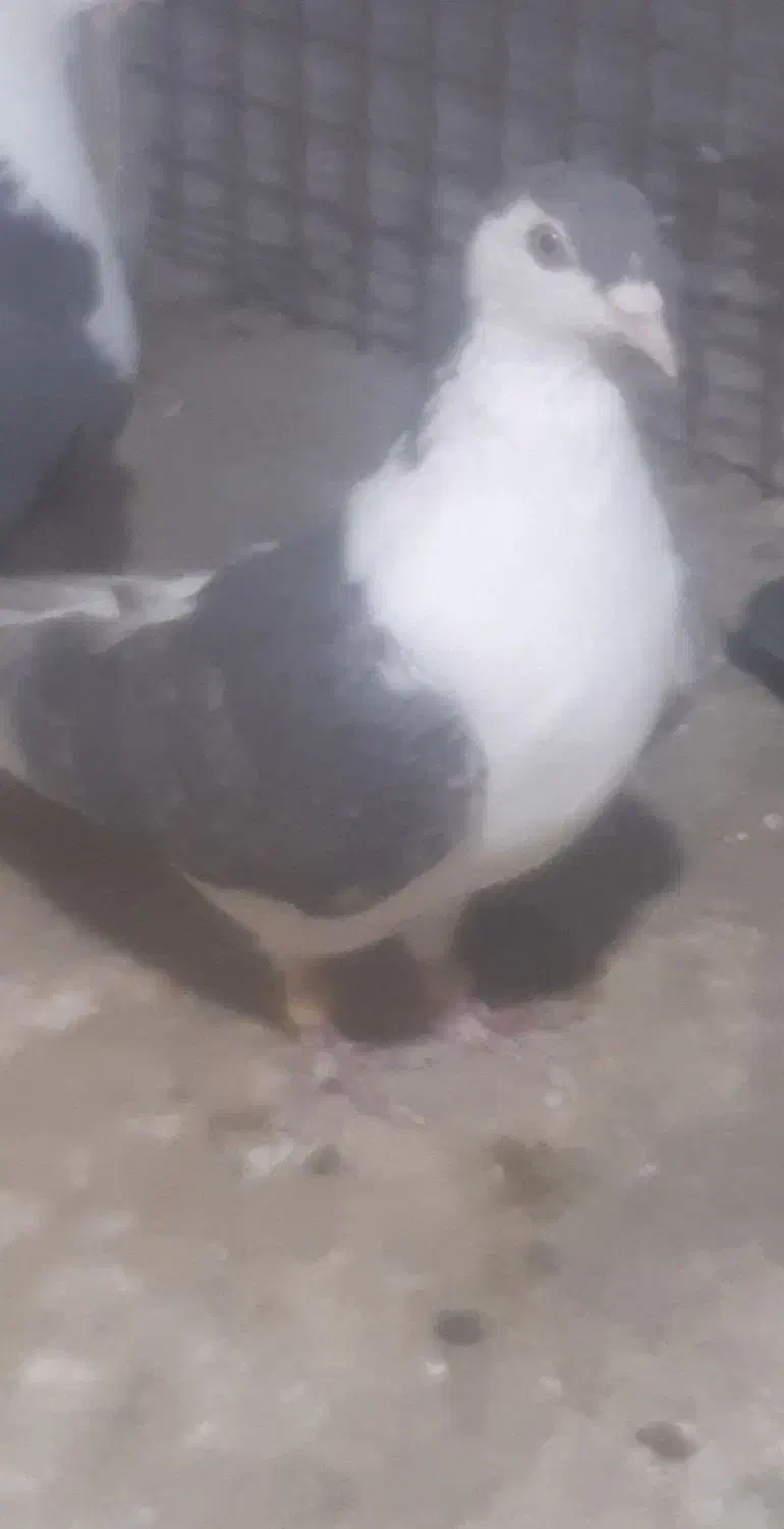 خوشکل ها|پرنده|شاهرود, |دیوار