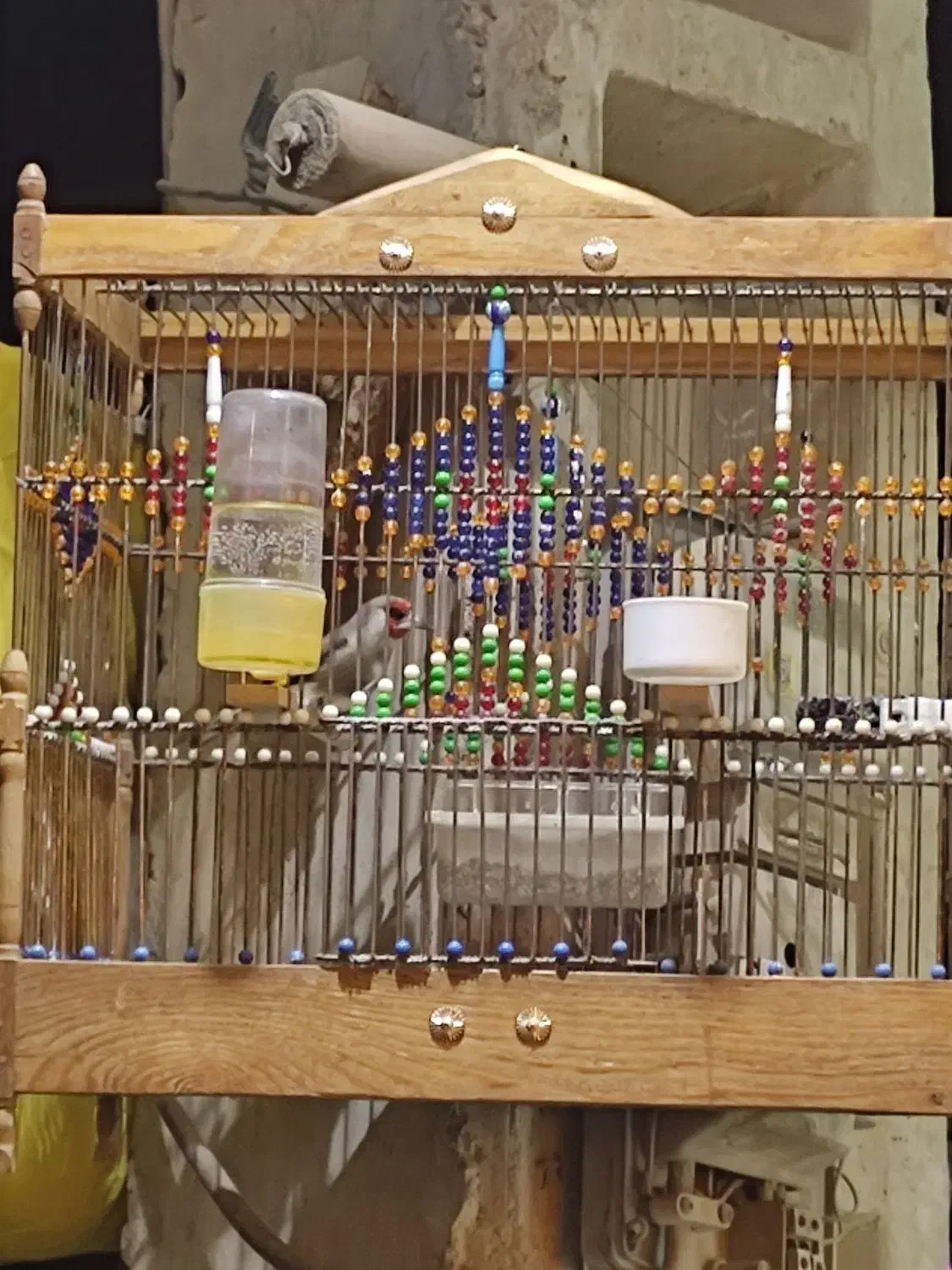 سهره کرمونی|پرنده|مشهد, جاهد شهر|دیوار