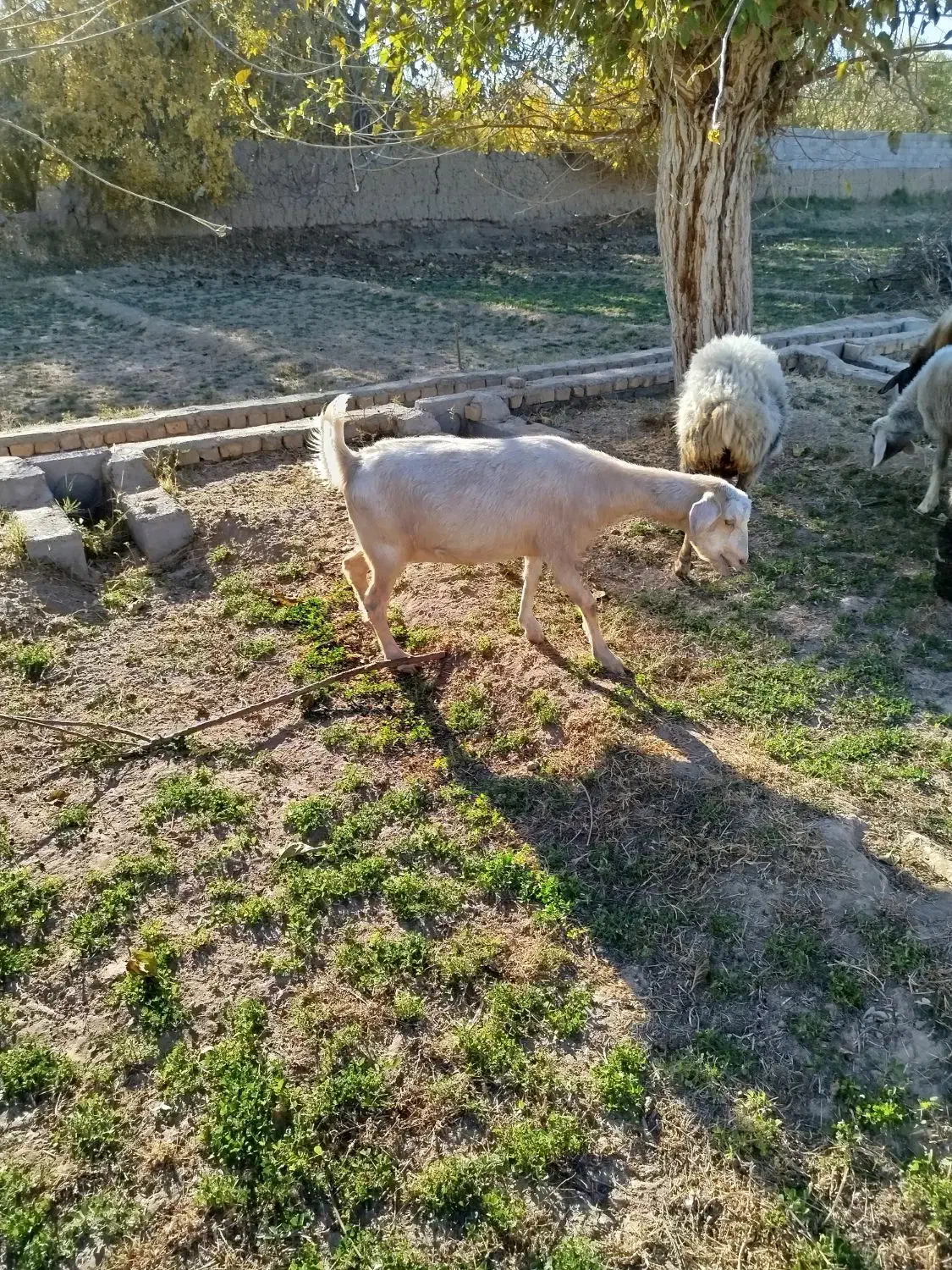 بز دورگ|حیوانات مزرعه|مهریز, |دیوار