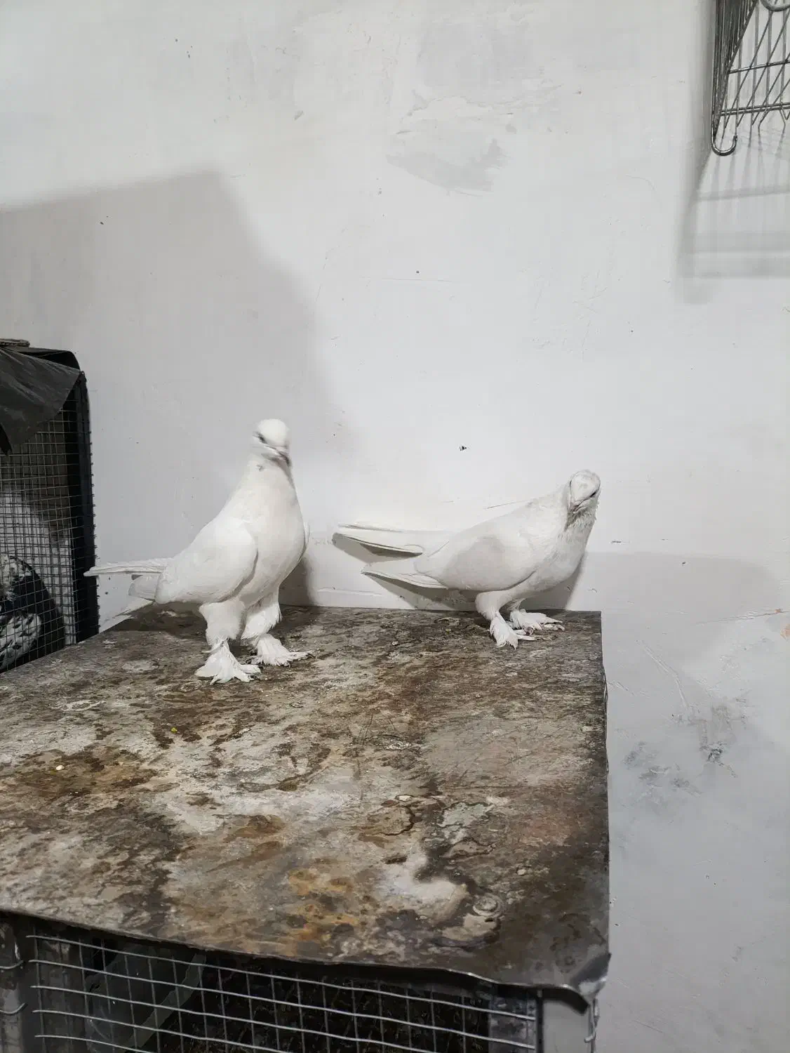 کبوتر سفید گلی|پرنده|شهرکرد, |دیوار