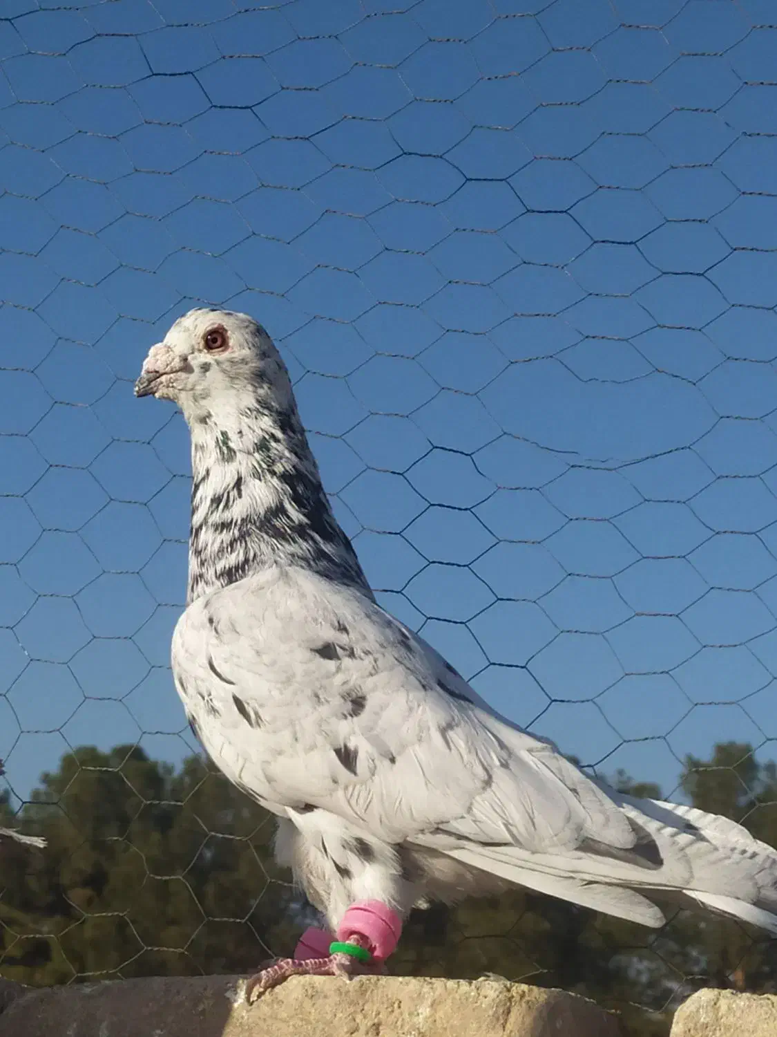 کبوتر گرفتنی و جوانه|پرنده|سبزوار, پاسداران|دیوار