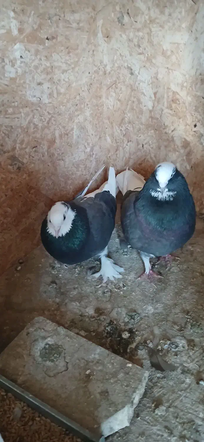 کفتر کبوتر شازده|پرنده|پردیس, شهرک صنعتی خرمدشت فاز ۷|دیوار