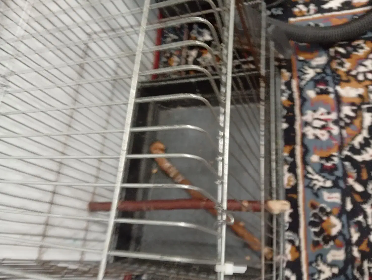 قفس پرنده|لوازم جانبی حیوانات|نی‌ریز, |دیوار