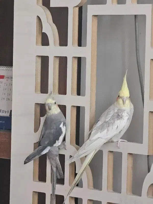 عروس هلندی سالم|پرنده|مشهد, کارمندان دوم|دیوار