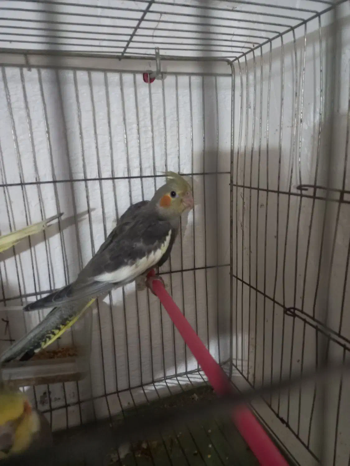 عروس هلندی از۲ماهه الی بالغ|پرنده|سنگر, |دیوار