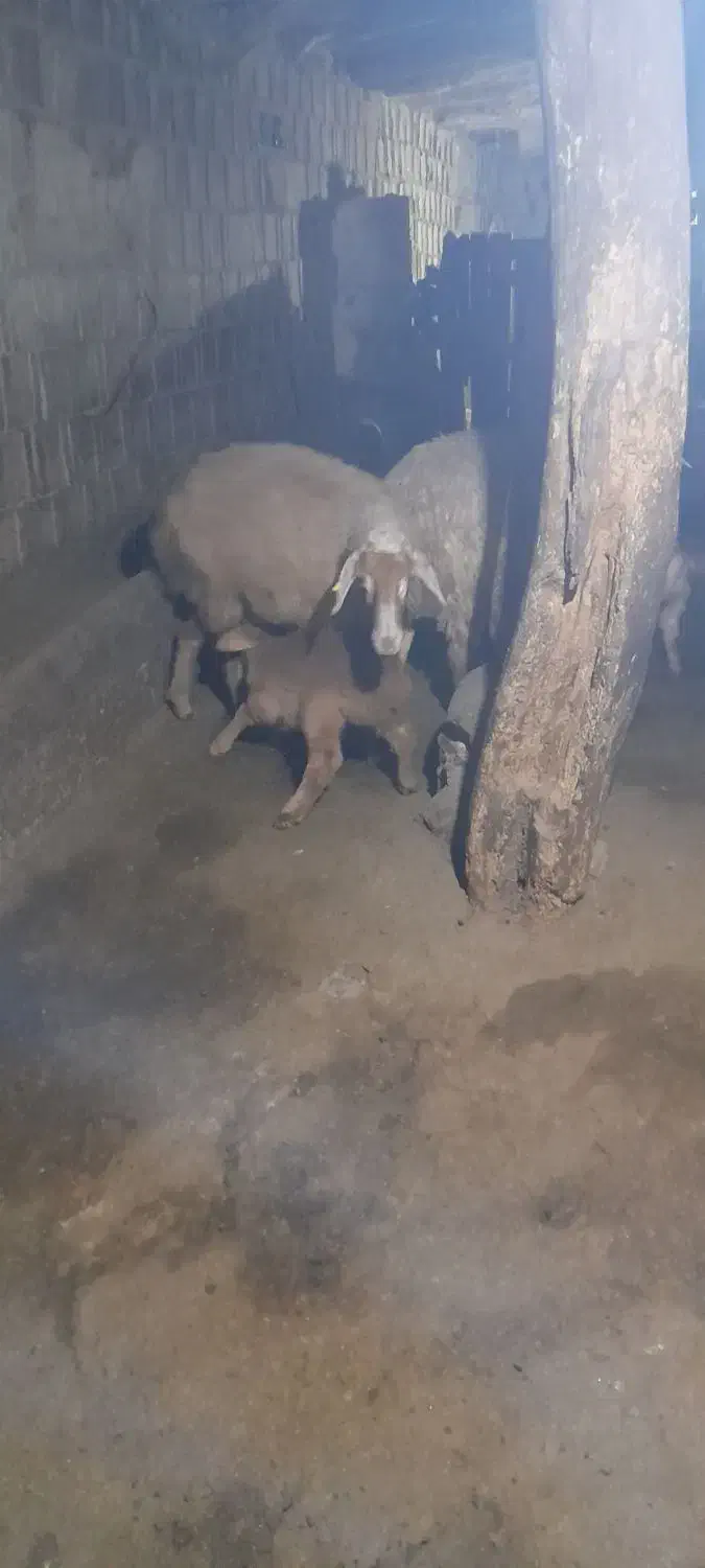 ۲عدد گوسفند بره دار دامازدغ|حیوانات مزرعه|مرادلو, |دیوار