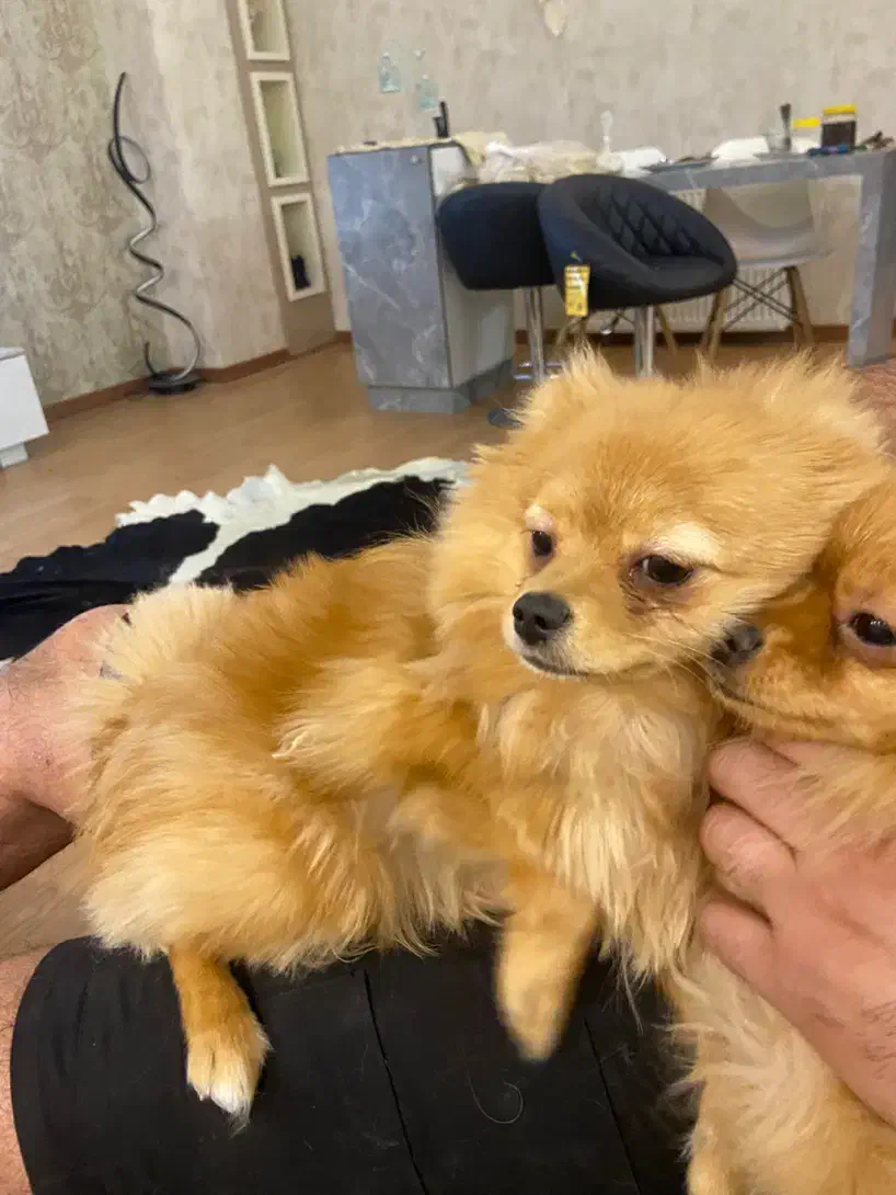 سگ پامرانین|سگ|اردبیل, |دیوار