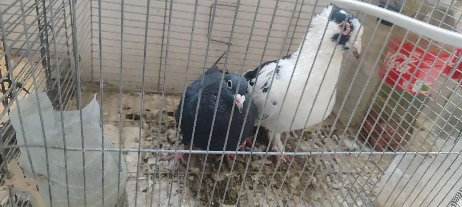 کبوتران خوب کفتر شناس باشی میفهمی|پرنده|بیرجند, |دیوار