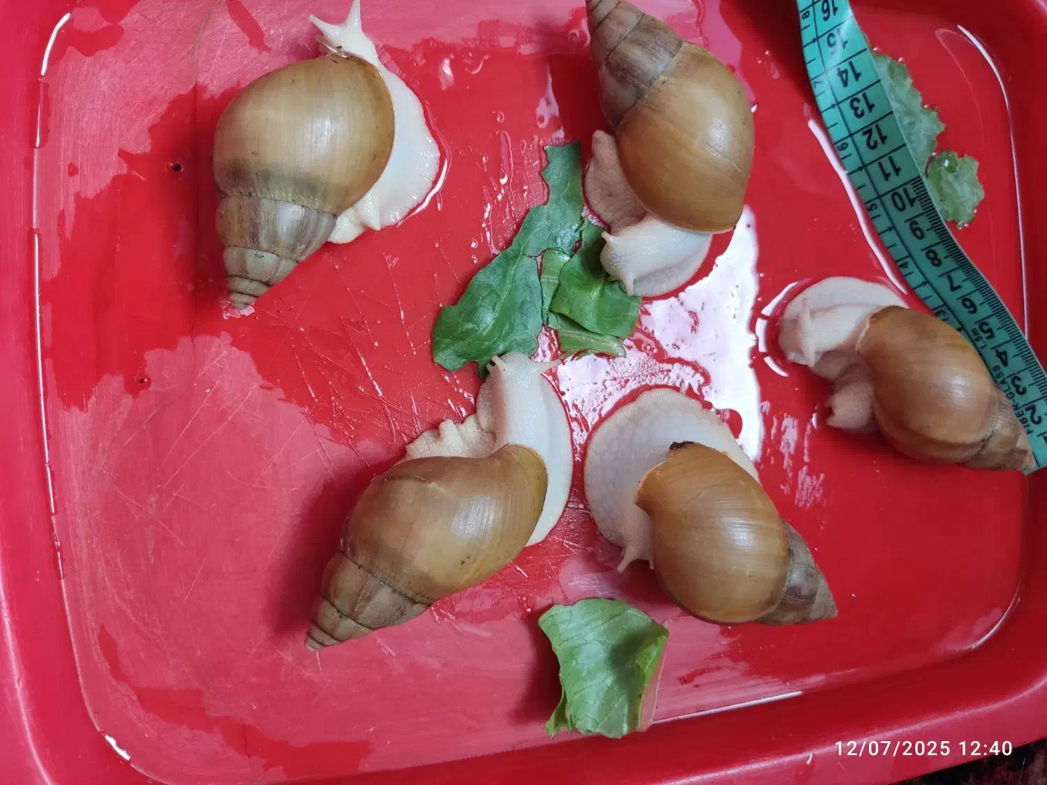 حلزون کلاژن ساز|خزنده|شیراز, شهرک ولیعصر|دیوار