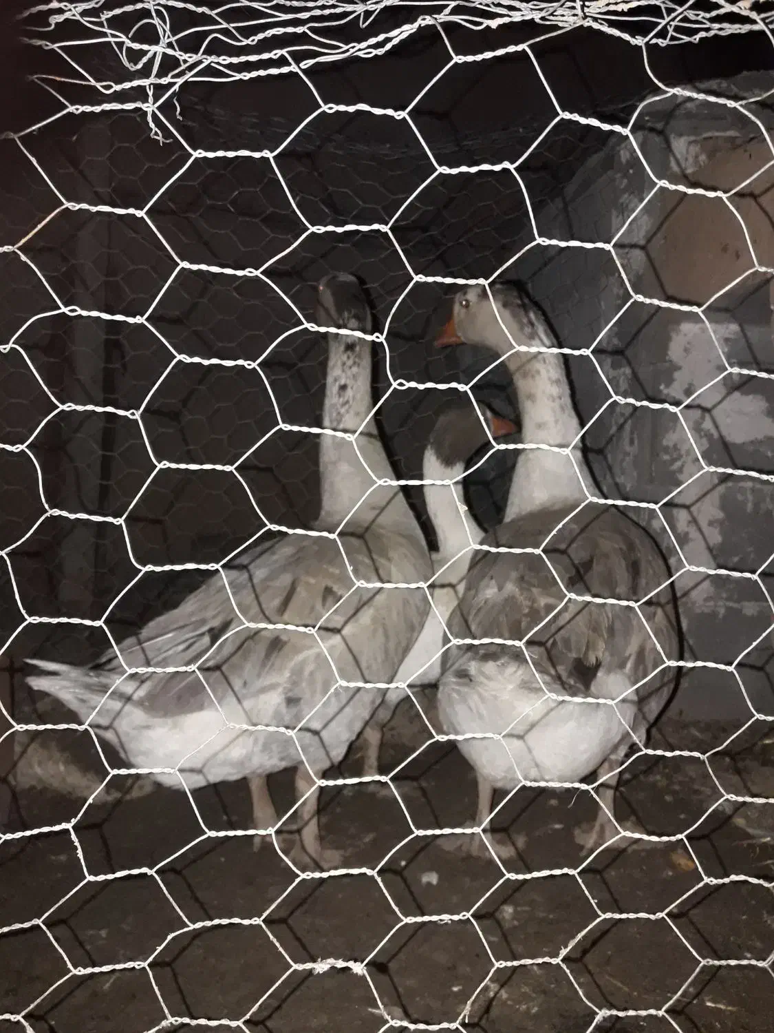 قو غاز نر|حیوانات مزرعه|تاکستان, |دیوار