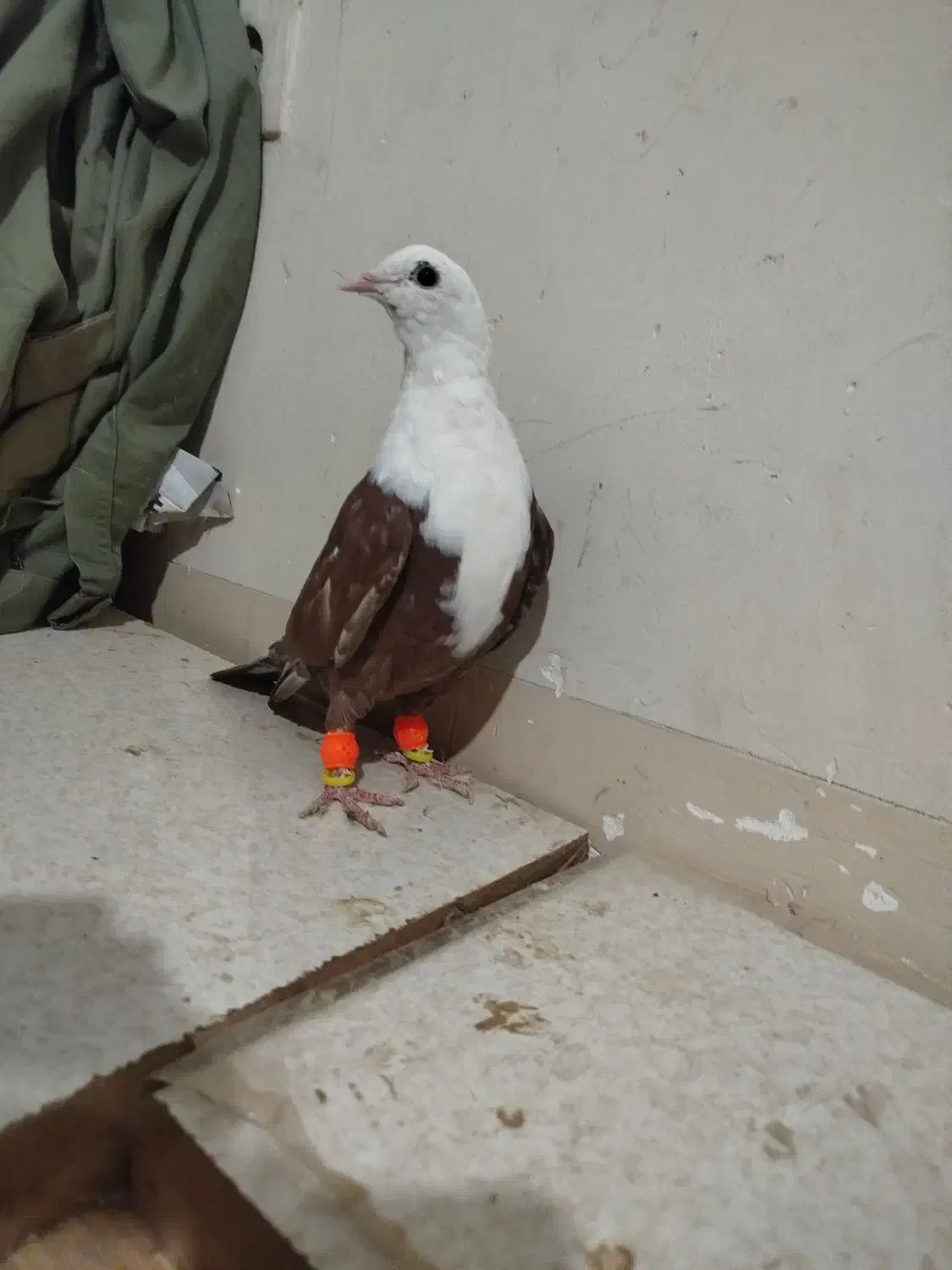 کلاغ سرخ|پرنده|نیشابور, شهرک بسیج|دیوار