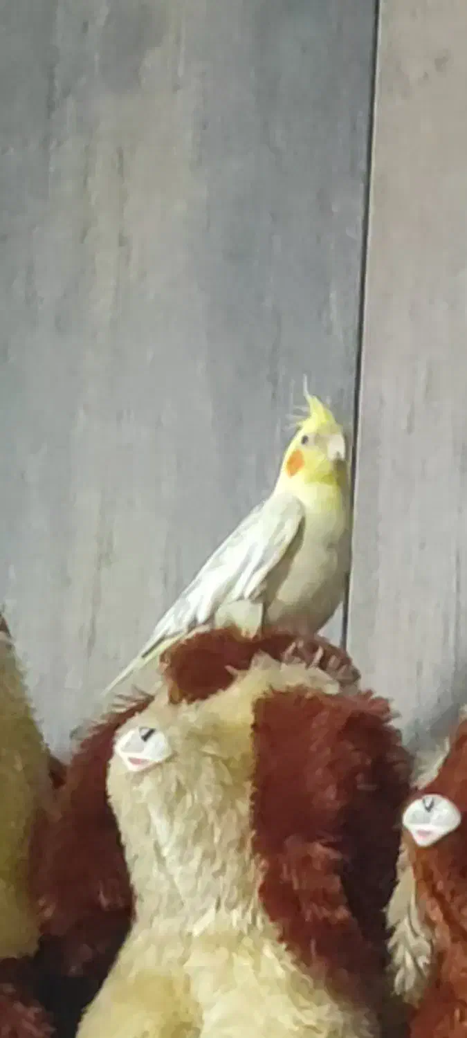 گمشده فوری طوطس عروس|حیوانات|آستانه اشرفیه, |دیوار