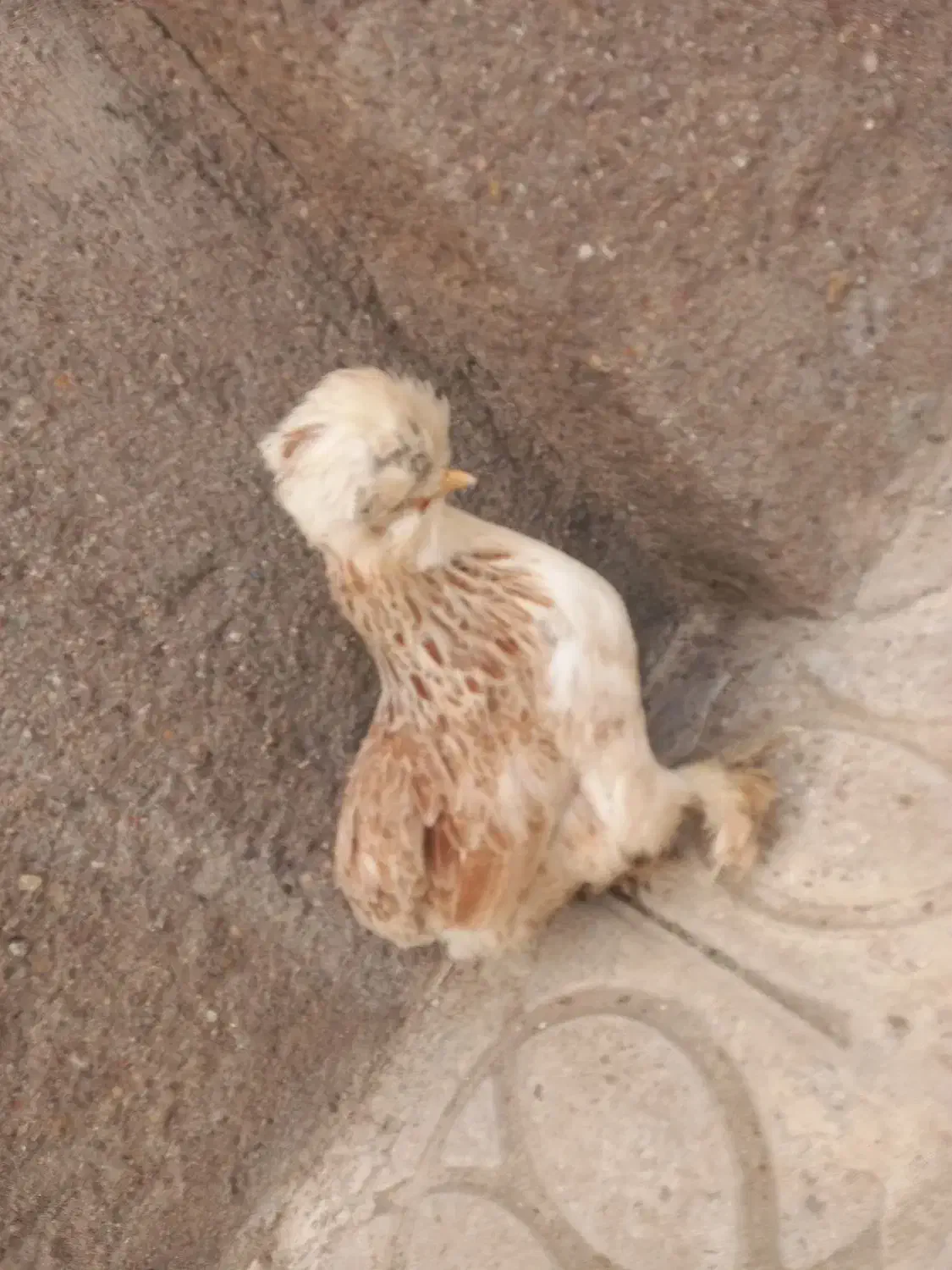 مرغ ابریشمی|پرنده|قائن, |دیوار