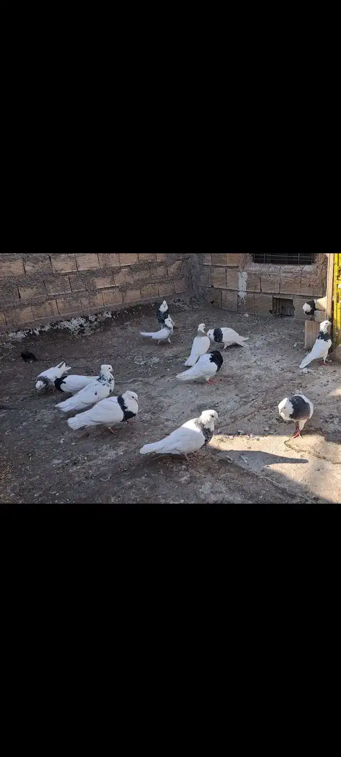 طوقی|پرنده|پیر بکران, |دیوار