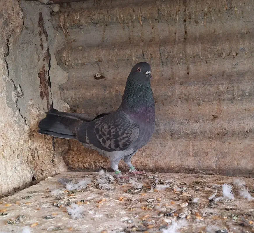 کفتر ۵ تا پرشی نشوندار|پرنده|ری, ولی آباد|دیوار